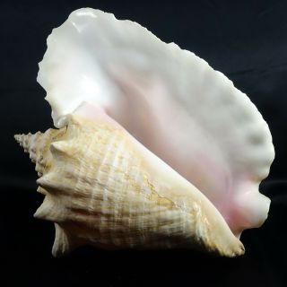 Vintage Large Pink Queen Conch Shell 9 " X 8.  5 "