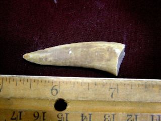 Saber Tooth Herring Fossil Tooth Enchodus Cretaceous 1.  75 Inch E7