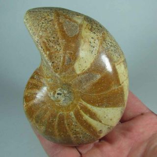 3.  9 " Whole Nautilus Polished Fossil Shell - Madagascar - 1 Lb.