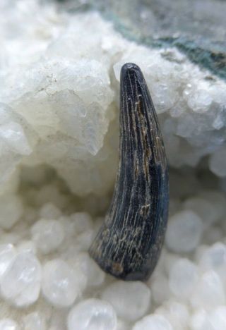 Check Out This Fossil Crocodile Tooth.  Pre - Megalodon Shark Era.  (50 - 60 Myo)