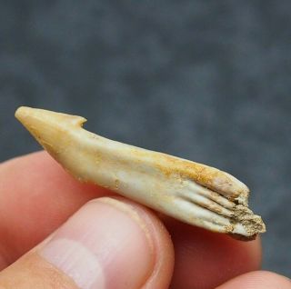 37mm Fossil Fish Onchosaurus Maroccanus Sawfish Rostral Fossil Tooth Fossilien