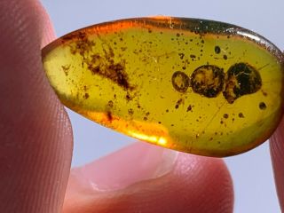 0.  63g Unknown Items Burmite Myanmar Burmese Amber Insect Fossil Dinosaur Age