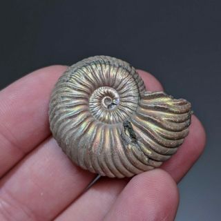 3,  8 cm (1,  5 in) Natural Ammonite Vertumniceras jurassic pyrite Russia ammonit 2