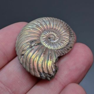 3,  8 cm (1,  5 in) Natural Ammonite Vertumniceras jurassic pyrite Russia ammonit 3