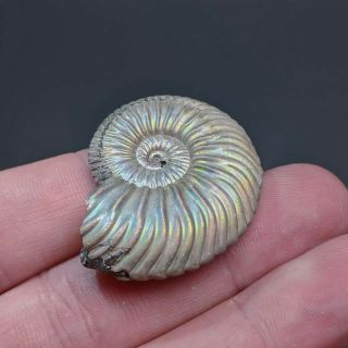 3,  8 cm (1,  5 in) Natural Ammonite Vertumniceras jurassic pyrite Russia ammonit 4