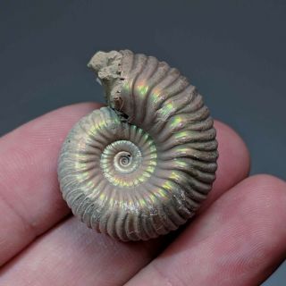 3 Cm (1,  2 In) Ammonite Shell Eboraciceras Jurassic Pyrite Russia Fossil