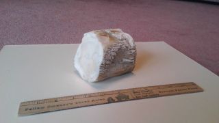 White Polished 2 Ends Oregon Petrified Wood Branch Round.  3 1/2 " X 3 1/2 " X4 ".  2 Lbs