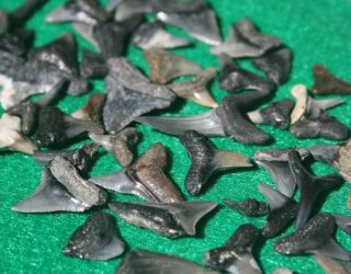 50,  Florida Fossil Shark Teeth Bull Sand Tiger Tooth Beach Ocean Surf Hemi Lemon