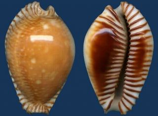 Shell Cypraea Guttata Azumai Seashell