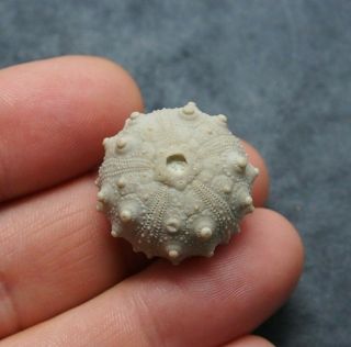 25x15mm Asterocidaris Bistriata Echinoid Sea Urchin Oursin Fossil Spines