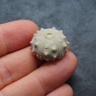 25x15mm Asterocidaris bistriata Echinoid Sea Urchin Oursin Fossil Spines 2