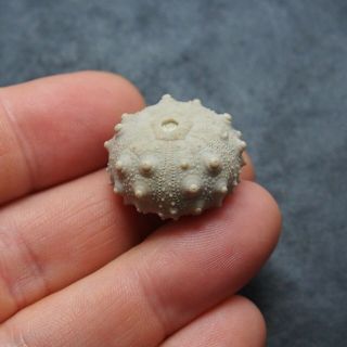 25x15mm Asterocidaris bistriata Echinoid Sea Urchin Oursin Fossil Spines 3