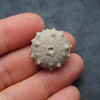 25x15mm Asterocidaris bistriata Echinoid Sea Urchin Oursin Fossil Spines 5