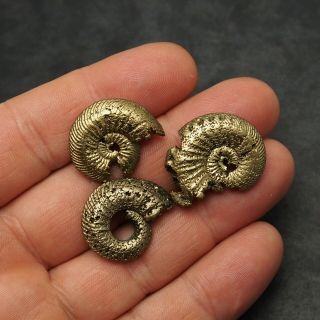 3x Quenstedtoceras 24 - 29mm Pyrite Ammonite Fossils Callovian Fossilien Russia 3