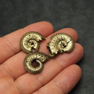 3x Quenstedtoceras 24 - 29mm Pyrite Ammonite Fossils Callovian Fossilien Russia 4
