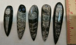 5 Fossil Orthoceras Drilled For Pendants