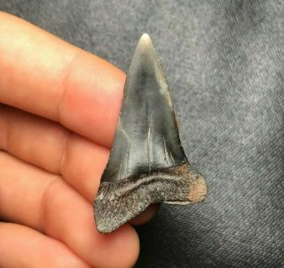 1.  53 " Mako Shark Tooth Teeth Fossil Sharks Necklace Jaws Jaw Megalodon