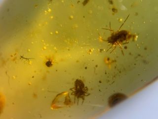 2 Unique Small Spiders Burmite Myanmar Burmese Amber Insect Fossil Dinosaur Age