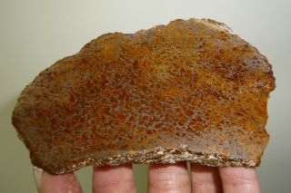 Dino: Faced Fossilized Dinosaur Bone - 160 G - Lapidary Rough Or Display