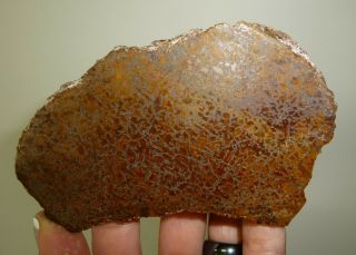Dino: Faced Fossilized Dinosaur Bone - 160 g - Lapidary Rough or Display 2