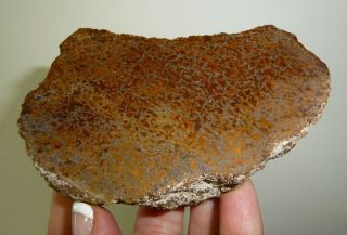 Dino: Faced Fossilized Dinosaur Bone - 160 g - Lapidary Rough or Display 3