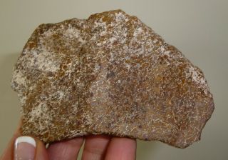 Dino: Faced Fossilized Dinosaur Bone - 160 g - Lapidary Rough or Display 4