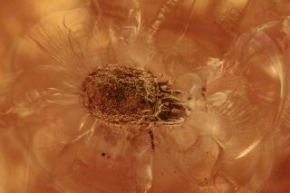 Well Preserved Tiny Mite Acari Inclusion Baltic Amber 190507 - 17,  Img