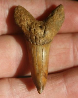 Fossil Mako Shark Tooth 1 3/4 " Suwannee River Florida Isurus Praecursor Eocene