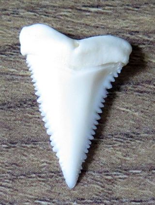 0.  890 " Upper Principle Nature Modern Great White Shark Tooth (teeth)