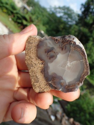 Slice Of Blue Forest Wy Petrified Wood,  Agate,  Chalcedony,  Fossil,  Specimen Bf9
