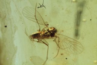 Burmese Amber,  Fossil Insect Inclusion,  Nematocera (midge)