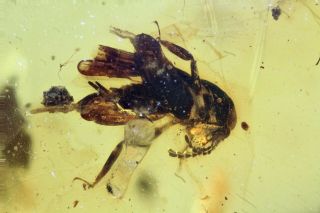 Burmese Amber,  Fossil Insect Inclusion,  Orthoptera,  Gryllidae (cricket)