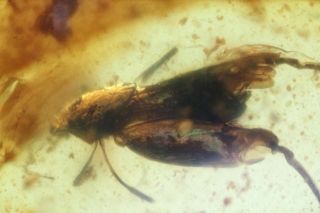 Burmese Amber,  Fossil Insect Inclusion,  Tridactylidae (pygmy Mole Cricket)