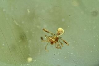 Burmese Amber,  Fossil Insect Inclusion,  Araneae: Araneida (spiderling)