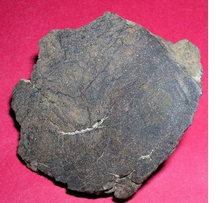 Al Haggounia 001 Meteorite: 74.  5 Gram Polished End Cut