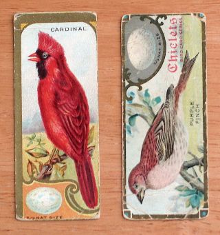 E225 Sen Sen Chiclet Gum - Bird Studies - (2 Cards) Cardinal & Purple Finch - G