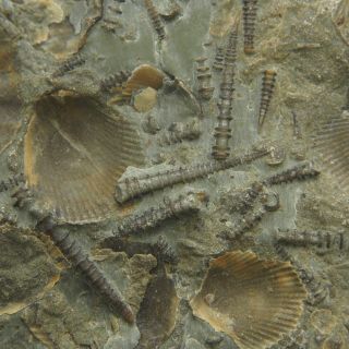 Brachiopods Sp.  - Lower Devonian - Czortkow - Ukraine