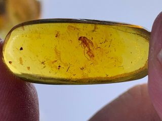 2g Unknown Beetle&fly Burmite Myanmar Burmese Amber Insect Fossil Dinosaur Age