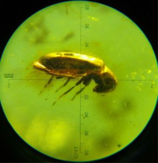 Burmite Amber 1.  6 Ct Natural 100 Million Years Old Fossil Insect (untreated)
