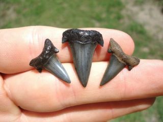3 Rare Eocene Mackerel Shark Teeth Florida Fossils Suwannee River Auriculatus Fl
