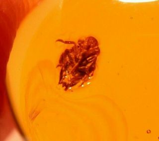 Fulgoroid Nymph With Proboscis Displayed In Authentic Dominican Amber Fossil Gem