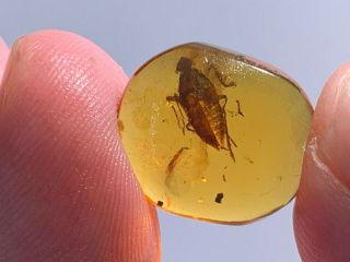 Uncommon Cicada Larvae Burmite Myanmar Burmese Amber Insect Fossil Dinosaur Age