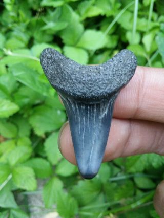1 3/8 " Maryland Mako Shark Tooth Fat Root Big Lower Jaw Tooth