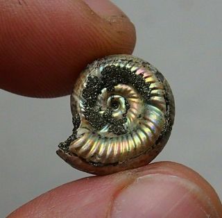 17mm Mirosphinctes Pyrite Ammonite Fossils Callovian Fossilien Russia Pendant