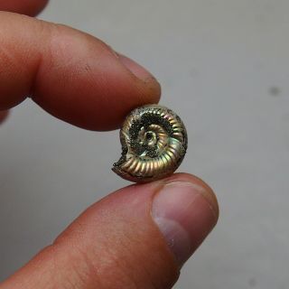 17mm Mirosphinctes Pyrite Ammonite Fossils Callovian Fossilien Russia pendant 2