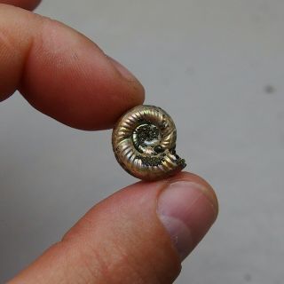 17mm Mirosphinctes Pyrite Ammonite Fossils Callovian Fossilien Russia pendant 3