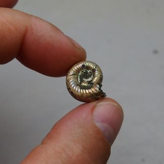 17mm Mirosphinctes Pyrite Ammonite Fossils Callovian Fossilien Russia pendant 4
