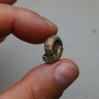 17mm Mirosphinctes Pyrite Ammonite Fossils Callovian Fossilien Russia pendant 5