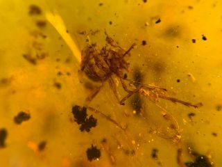 uncommon wasp bee&bug Burmite Myanmar Burmese Amber insect fossil dinosaur age 2