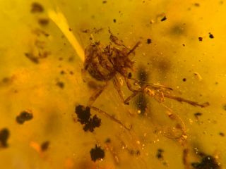 uncommon wasp bee&bug Burmite Myanmar Burmese Amber insect fossil dinosaur age 4